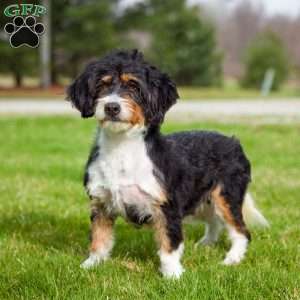 Hershey Boy, Mini Bernedoodle Puppy